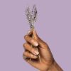 Poo~Pourri Lavender Vanilla, Lavender + Vanilla + Citrus Before-You-Go Toilet Spray, 2 Oz (Odor eliminating Air Freshener) - Poo-Pourri